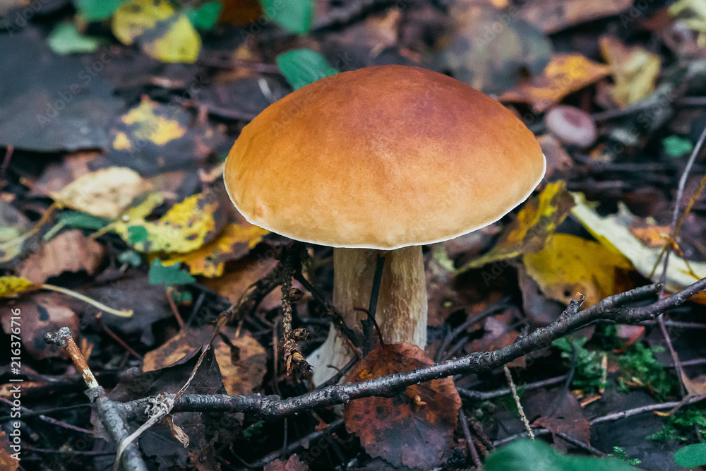Mushroom boletus growing in the forest in autumn. Porcini among the leaves Mushroom boletus growing in the forest in autumn. Porcini among the leaves