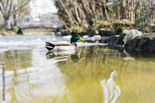 duck swimming in pond with ice