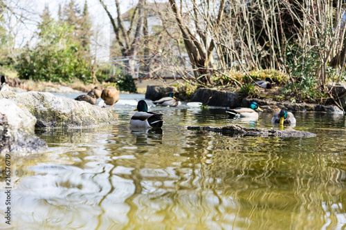 Duck swimming in pond with ice