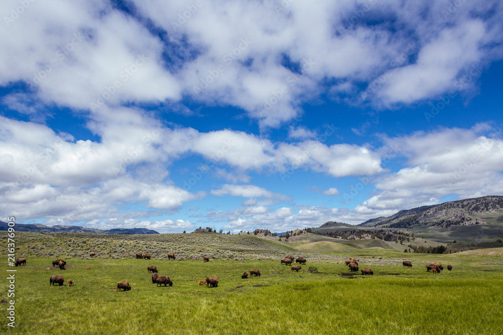 Panorami nella Lamar Valley, valle di Lamar nel parco Nazionale Yellowstone con bisonti al pascolo