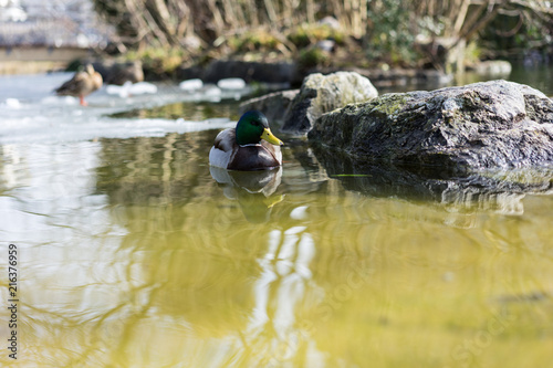 Mallard duck, mallard anas platyrhynchos, with green head swimming in pond photo