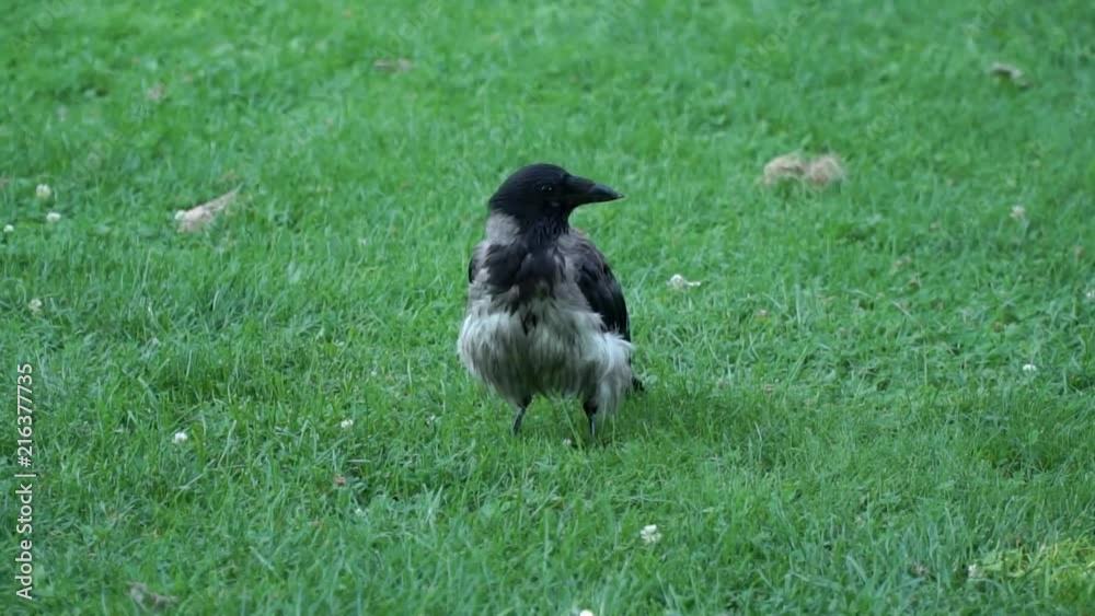 A crow standing on grass looking around. A crow standing on grass looking around.