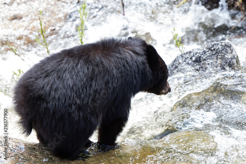 Orso nero, orsa con cuccioli, parco nazionale di Yellowstone, primavera