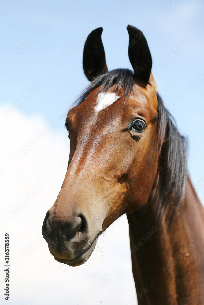 Fototapeta premium Head of a young thoroughbred horse on the summer meadow