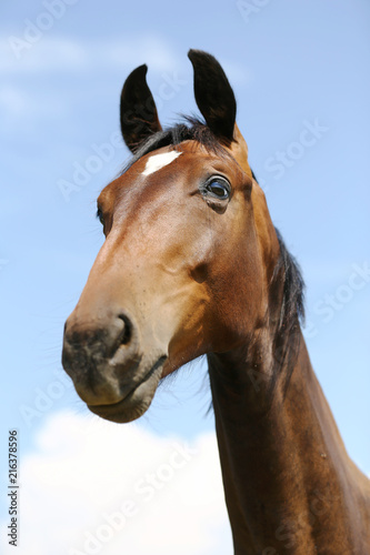 Head of a young thoroughbred horse on the summer meadow