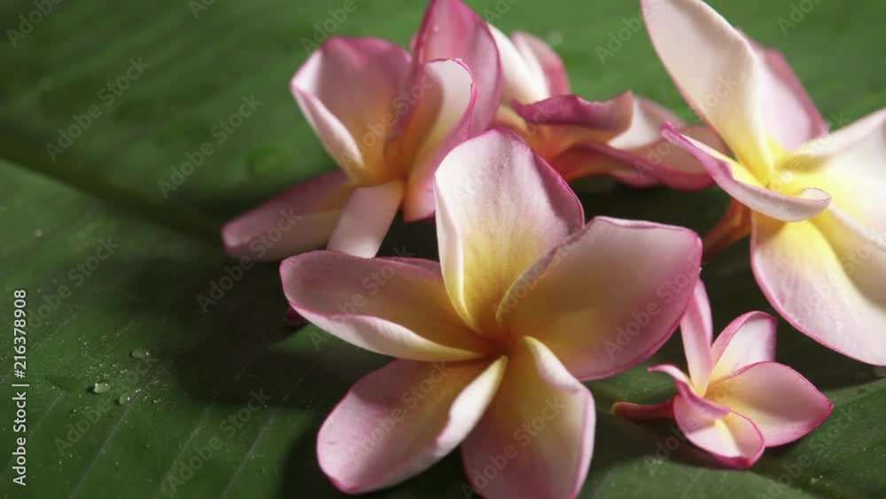 Pink Frangipani Flowers also known as Plumeria or Lilawadee Rotating on Banana Leaf Pink Frangipani Flowers also known as Plumeria or Lilawadee Rotating on Banana Leaf