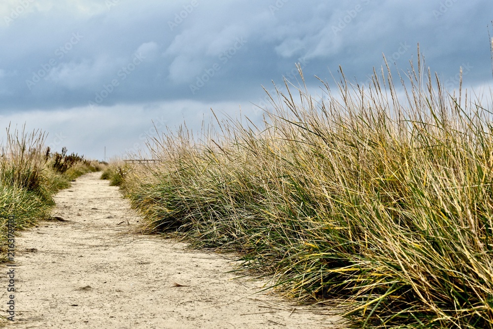 Beach grass Beach grass