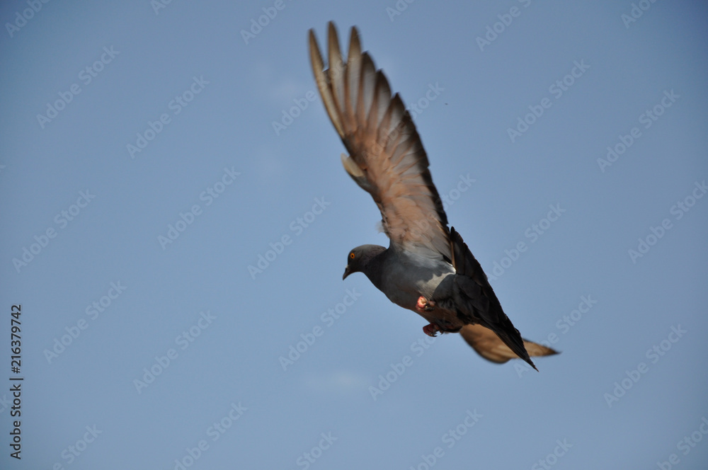 Obraz premium Dove Flight