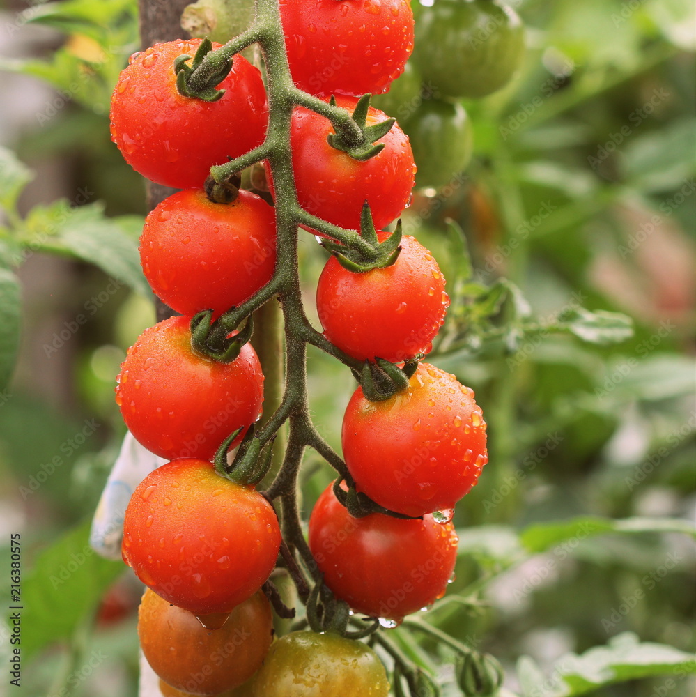 Ripe cherry organic tomatoes in garden ready to harvest with water drops