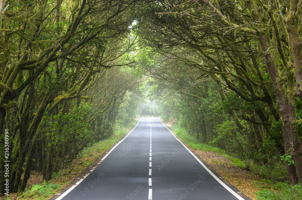 Fototapeta premium Beautiful road surrounded by green trees and fog in La Gomera, C