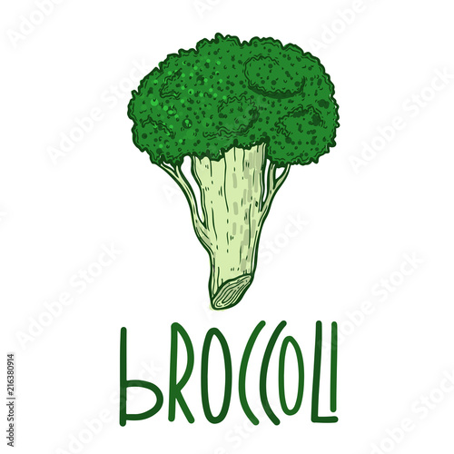 Vector with vegetable broccoli. For kitchen, for printing on textiles, phone case. Mix design for fabric and decor.Vitamin farm, drawing, product market.