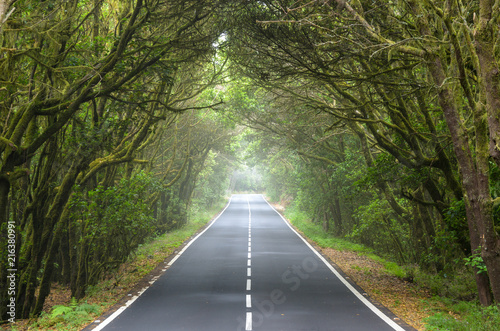 Beautiful road surrounded by green trees and fog in La Gomera  C