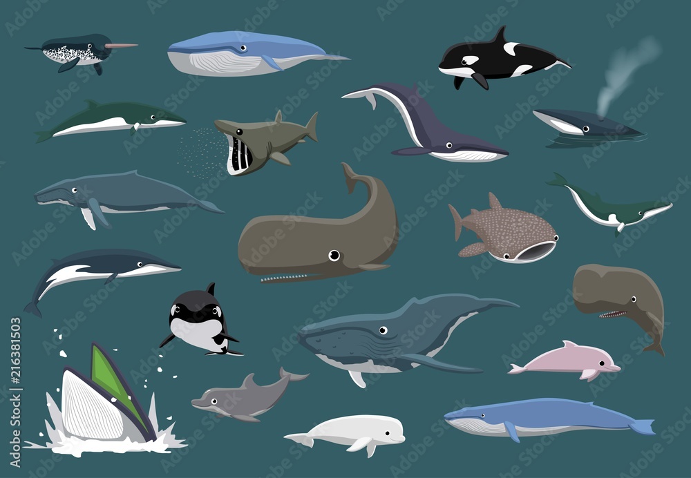 Obraz premium Różne wieloryby zestaw ilustracji wektorowych kreskówki