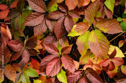 Background of autumn leaves of wild grapes.