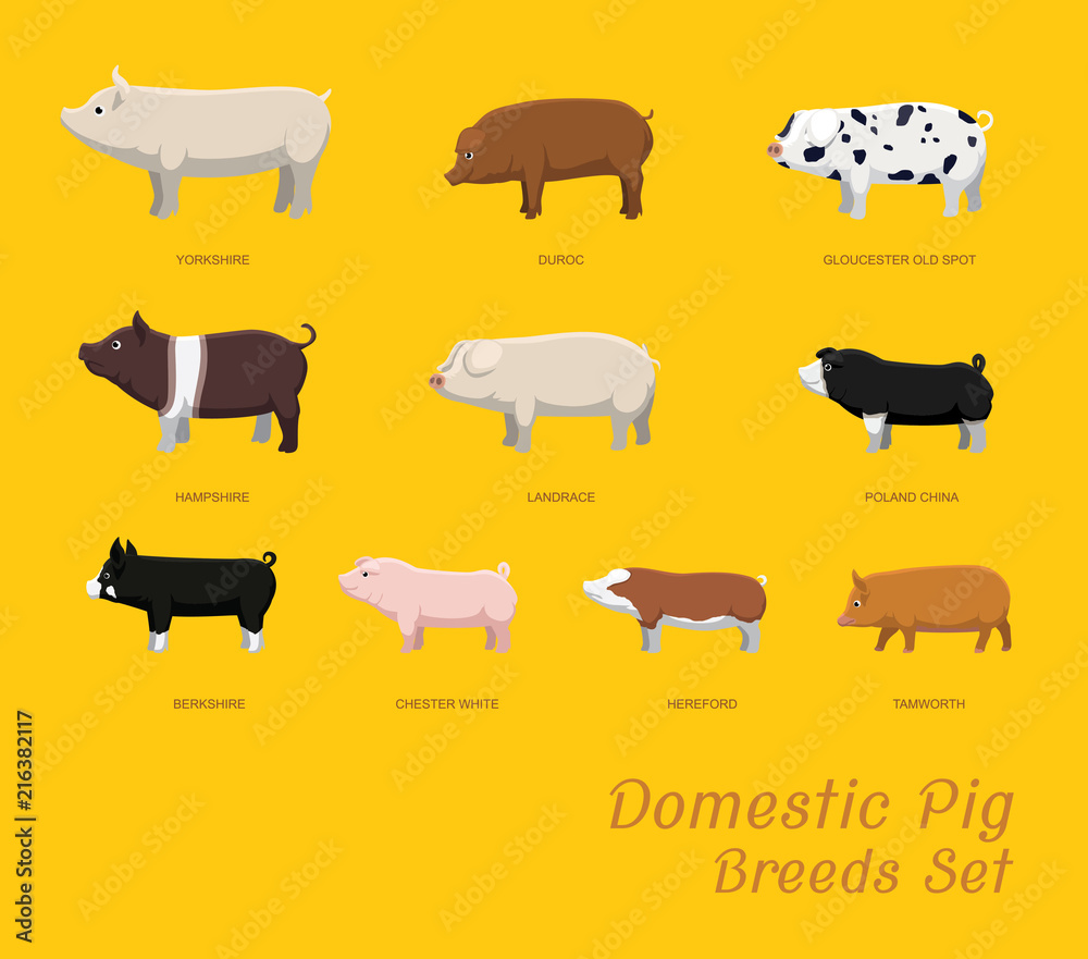 Domestic Pig Breeds Set Cartoon Vector Illustration Domestic Pig Breeds Set Cartoon Vector Illustration