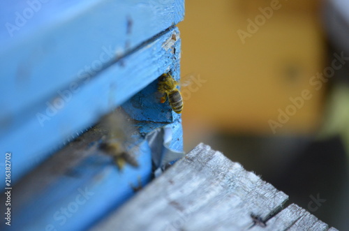 Bee home © SophieEmilia