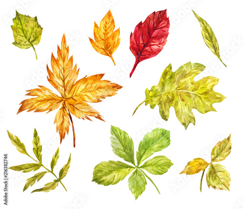 Maple  rowan  oak  birch leaves isolated on white. Watercolor set of autumn elements