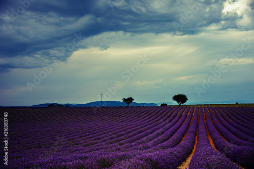 Lavender Fields in Valensole
