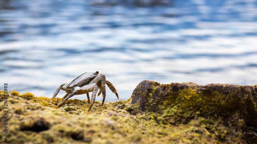 Crab on the stone near the sea at the sunny summer day, close-up view Crab on the stone near the sea at the sunny summer day, close-up view