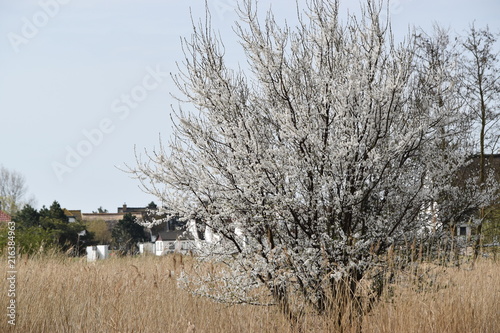 Blütenbaum vor Neuendorf auf Insel Hiddensee photo