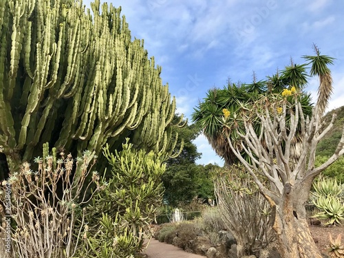 Cactualdea Park on the Gran Canaria island, Spain. Big cactuses, palms and trees. photo