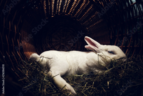 White rabbit relaxing