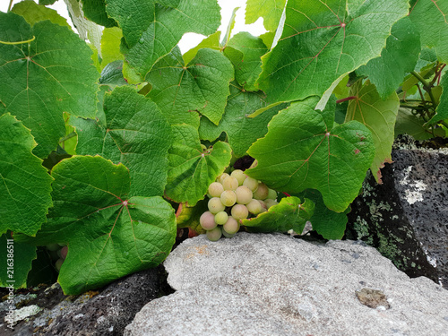 Vine and green grapes on dark stone. close up  photo