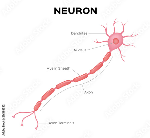 Neuron anatomy vector . infographic