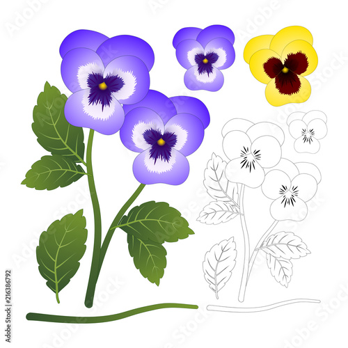 Violet and Yellow Viola Garden Pansy Flower with Outline