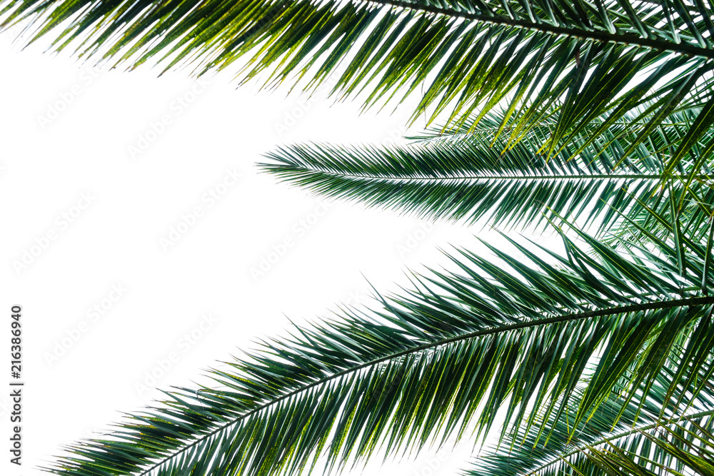 Palm tree leaves