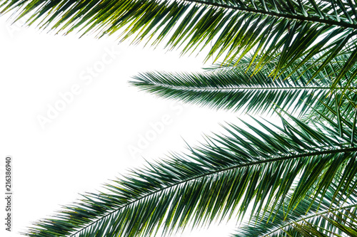 Palm tree leaves © Anna Bogush
