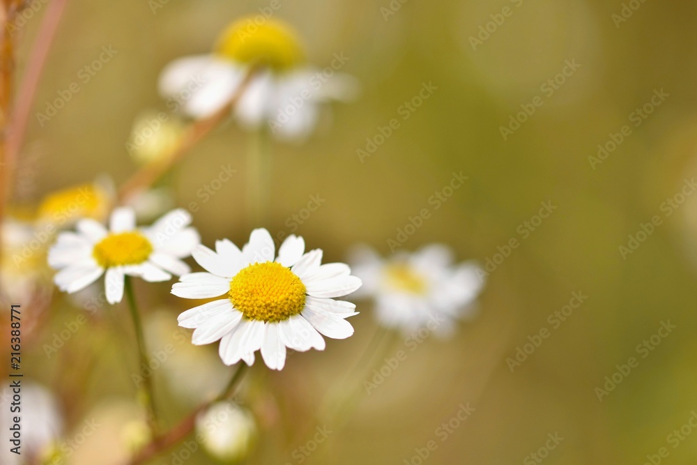 Obraz premium Beautiful colorful flowers of daisies. Background for nature and summer.
