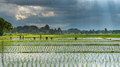 Rice planting season in Chiang Mai, Thailand with the sunlight shine through the rainy cloud