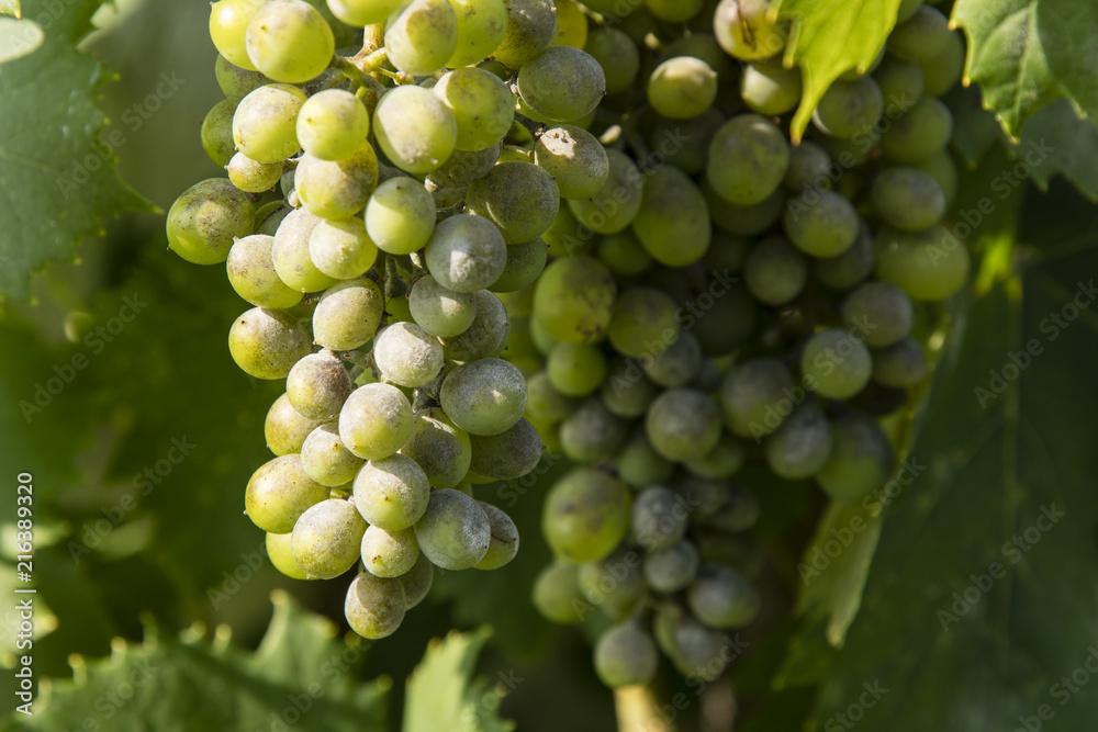 Mushrooms attacking grape wine on a plant. Mushrooms attacking grape wine on a plant.