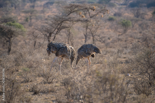 ostrich