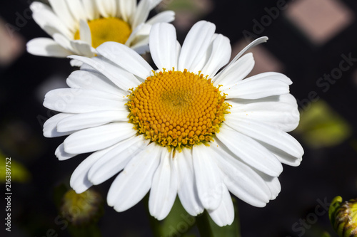 Fototapeta Naklejka Na Ścianę i Meble -  Leucanthemum 'Snow Lady' a spring summer flowering plant commonly known as Shasta daisy