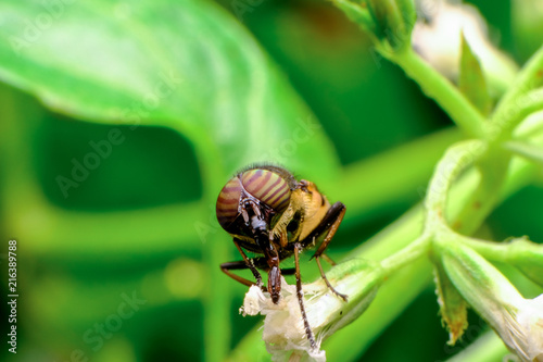 Konstfotografi Flower fly It is a medium to large flies