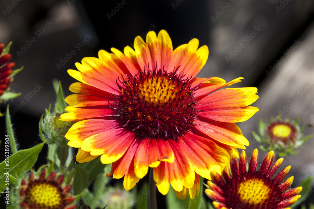Gaillardia 'Arizona Sun' a spring summer flowering plant commonly known as blanket flower Gaillardia 'Arizona Sun' a spring summer flowering plant commonly known as blanket flower