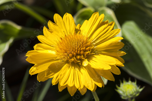 Gaillardia x grandiflora Mesa Peach yellow a spring summer flowering plant commonly known as blanket flower