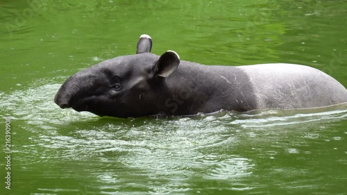 Maayan tapirl or asian tapir swim in water at zoo