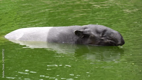 Maayan tapirl or asian tapir swim in water at zoo photo