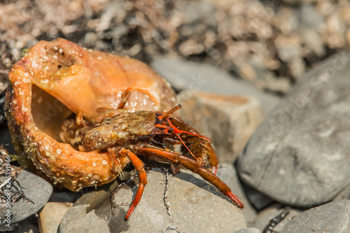Hermit Crab on a beach in Black Sea