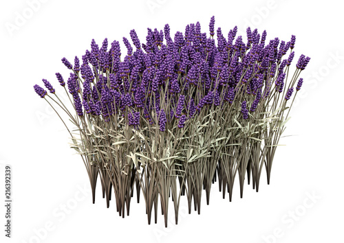 Fototapeta Naklejka Na Ścianę i Meble -  3D Rendering Lavender Flowers on White