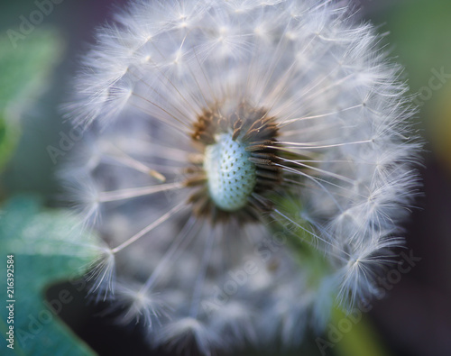 Super soft head of dandelion macro image