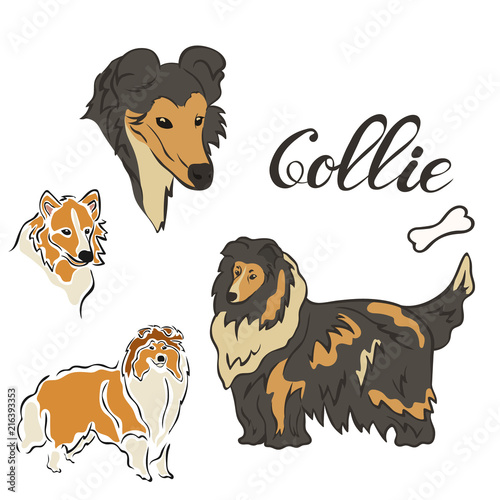 Collie dog breed vector illustration set isolated. Doggy image in minimal style, flat icon. Simple emblem design pet shop, zoo ads, label design animal food package element. Realistic dog sign.