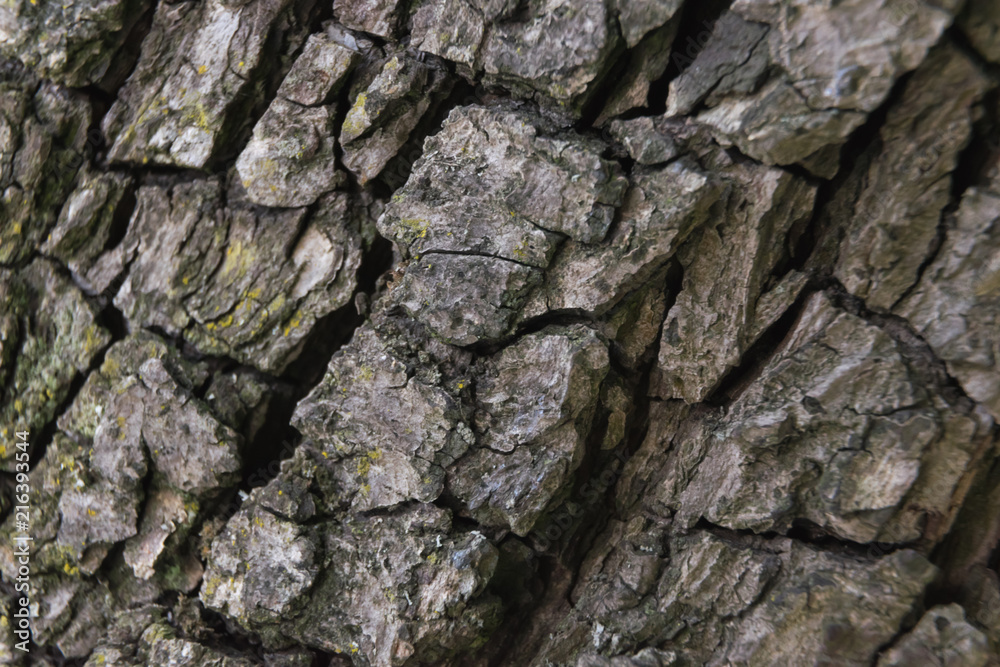 tree bark texture tree bark texture
