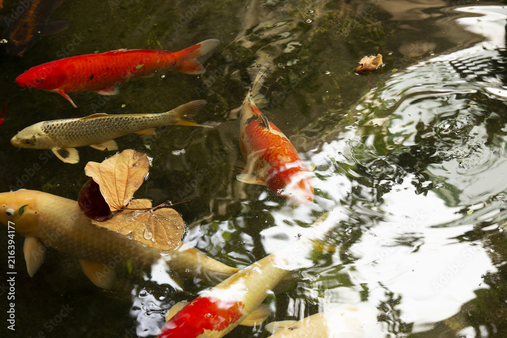 colorful Japanese carp in the pond. colorful Japanese carp in the pond.