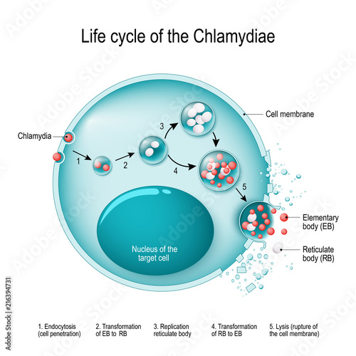 Chlamydia life cycle. bacteria. Sexually transmitted disease and Chlamydia infection.