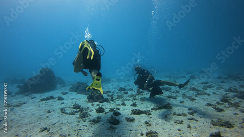 Wallpaper Mural divers in Polynesia Torontodigital.ca