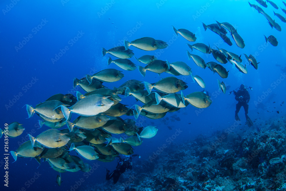 Fototapeta premium Schooling Fish